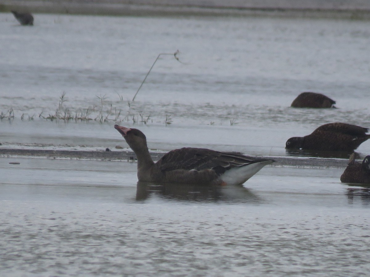 Greater White-fronted Goose - ML556163351