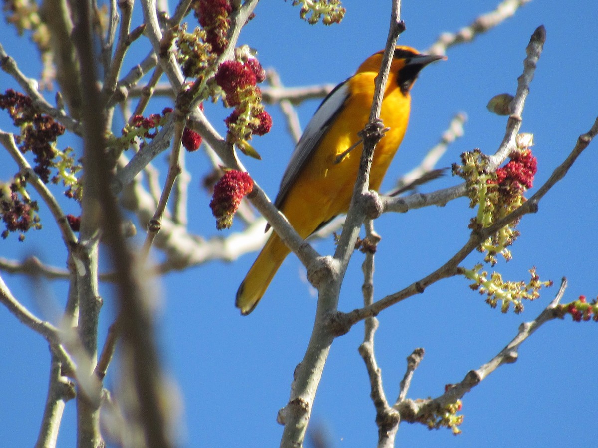 Bullock's Oriole - ML556163591