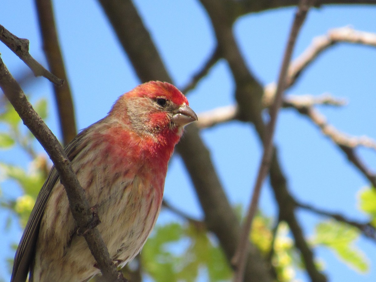 House Finch - ML556163791