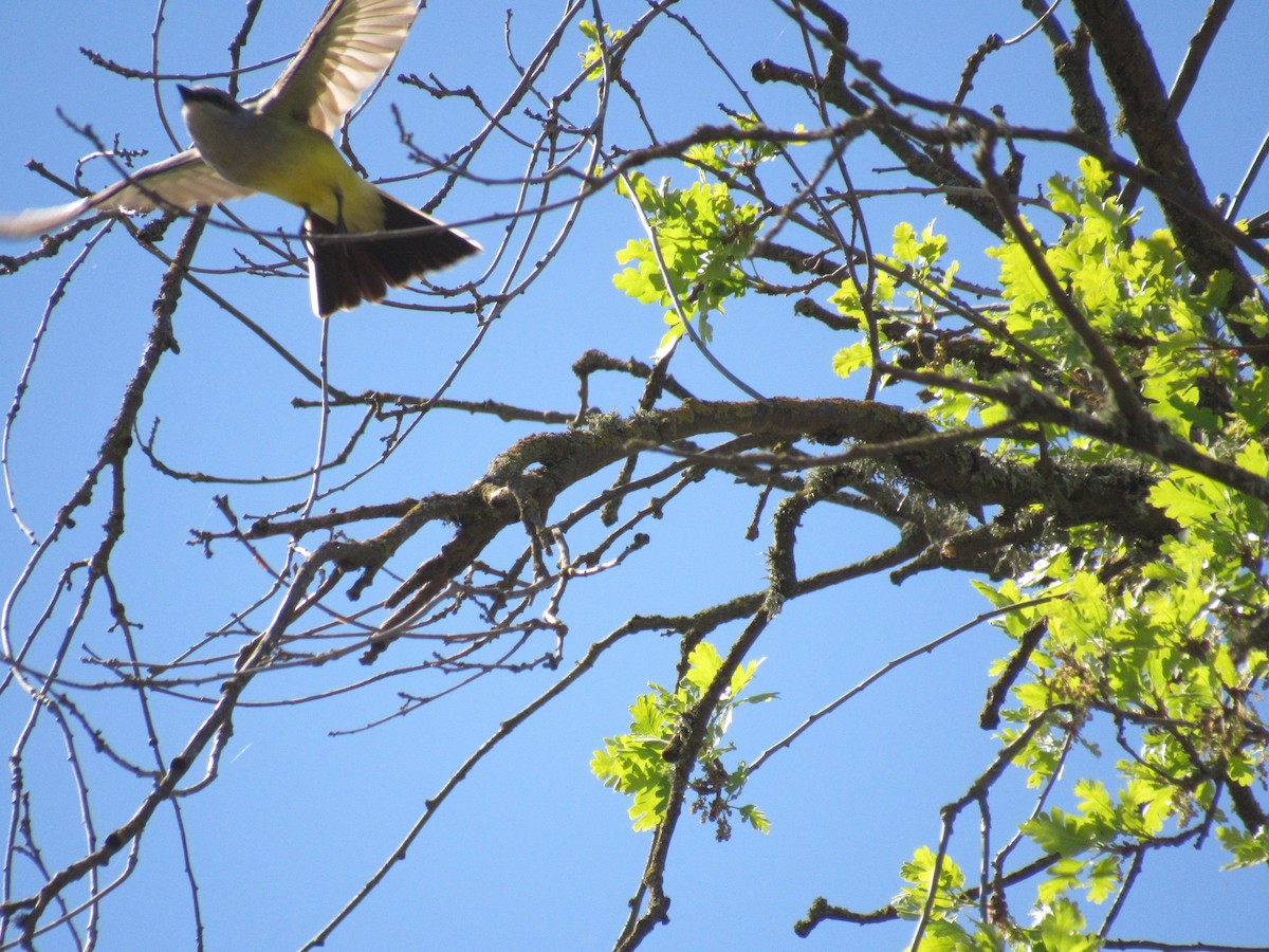 Western Kingbird - ML556163951