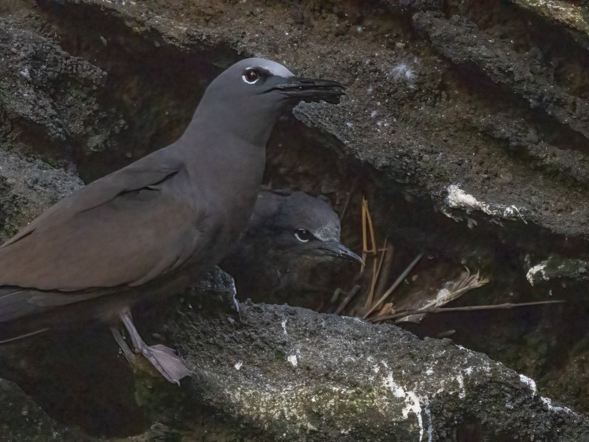 Brown Noddy - ML556165121