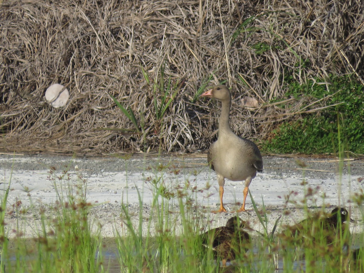 Greater White-fronted Goose - ML556165961