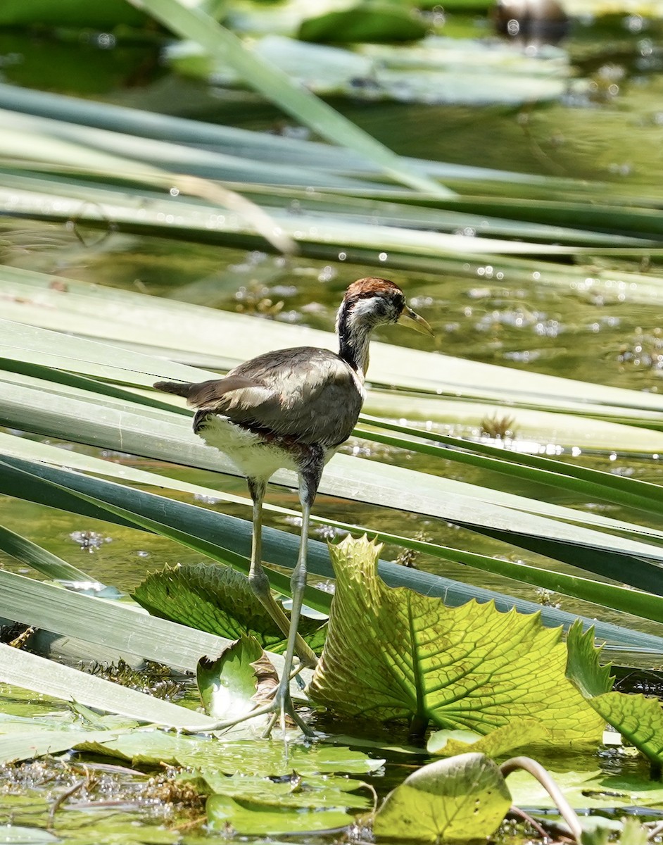 Bronze-winged Jacana - ML556165981