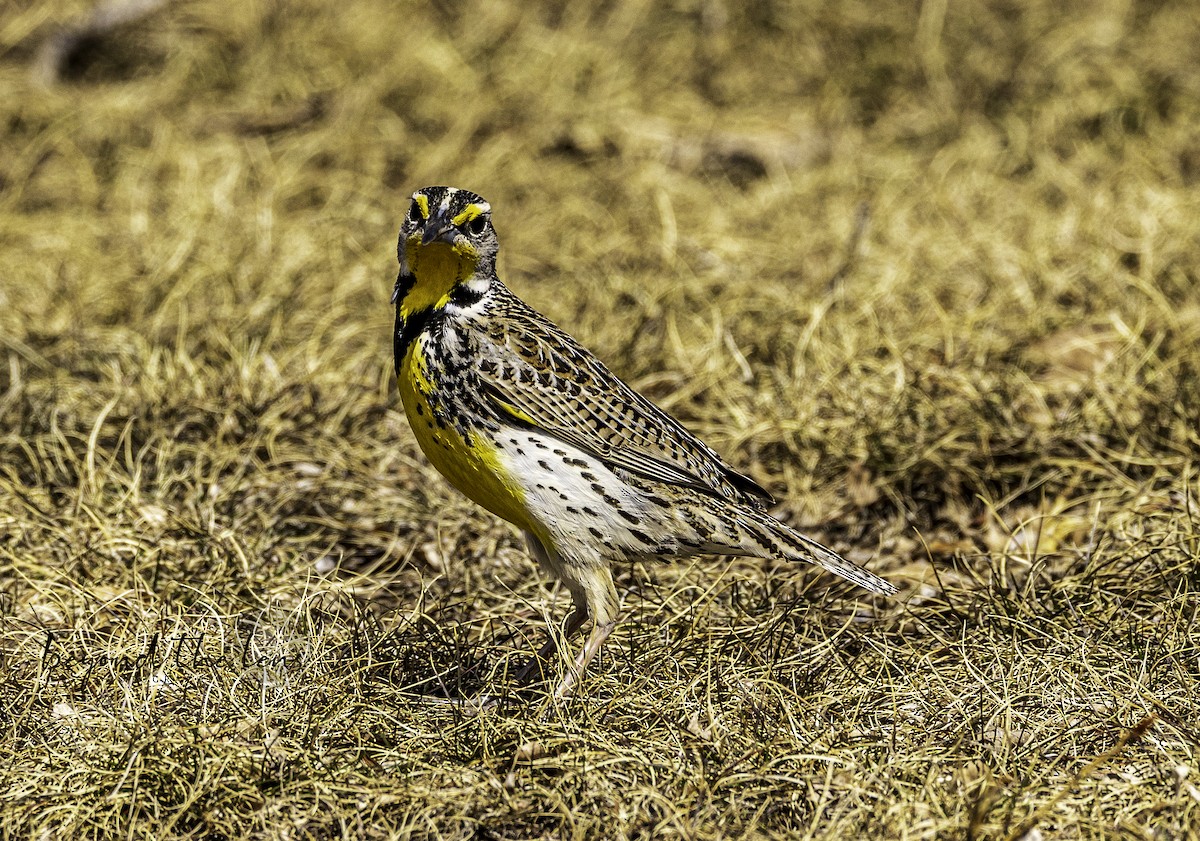 Western Meadowlark - ML556167221