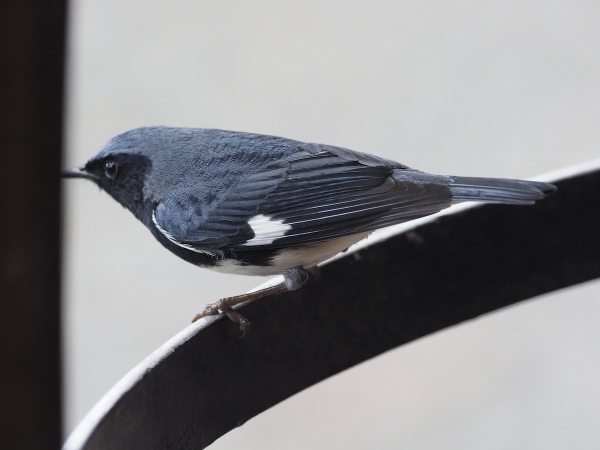 Black-throated Blue Warbler - Yve Morrell