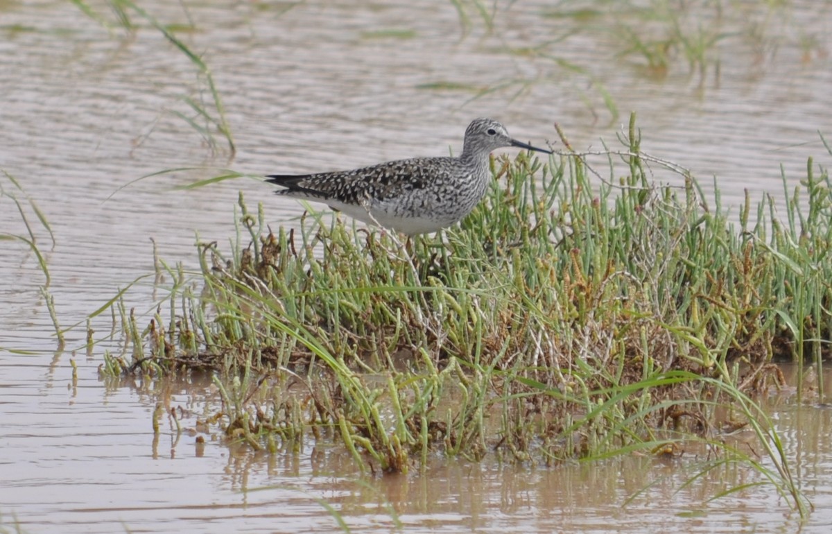 Greater Yellowlegs - ML556168321