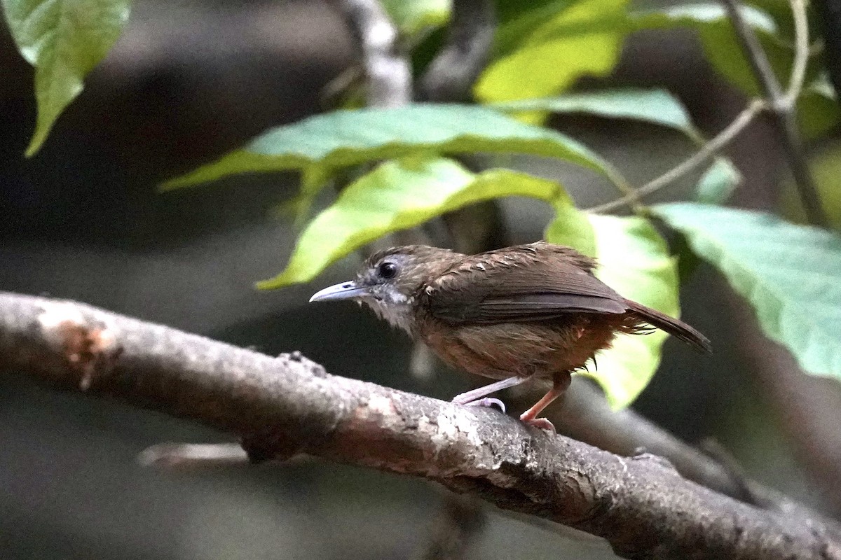 Abbott's Babbler - ML556168891