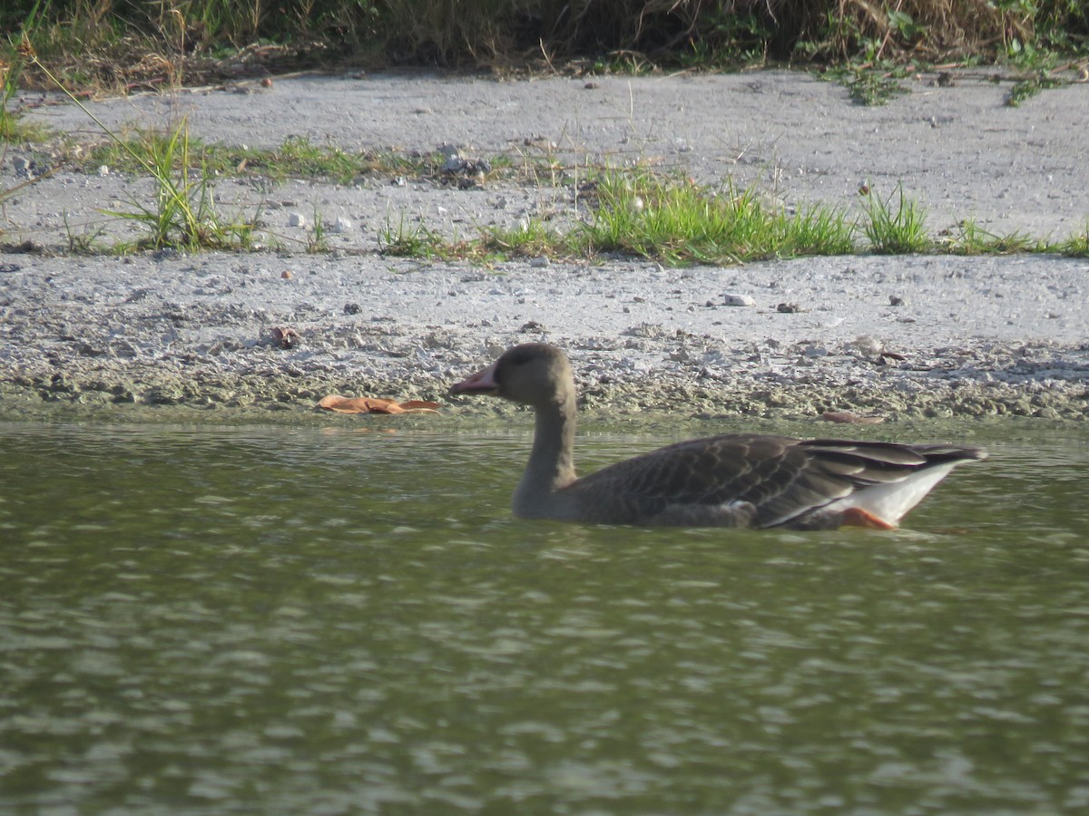 Greater White-fronted Goose - ML556169111
