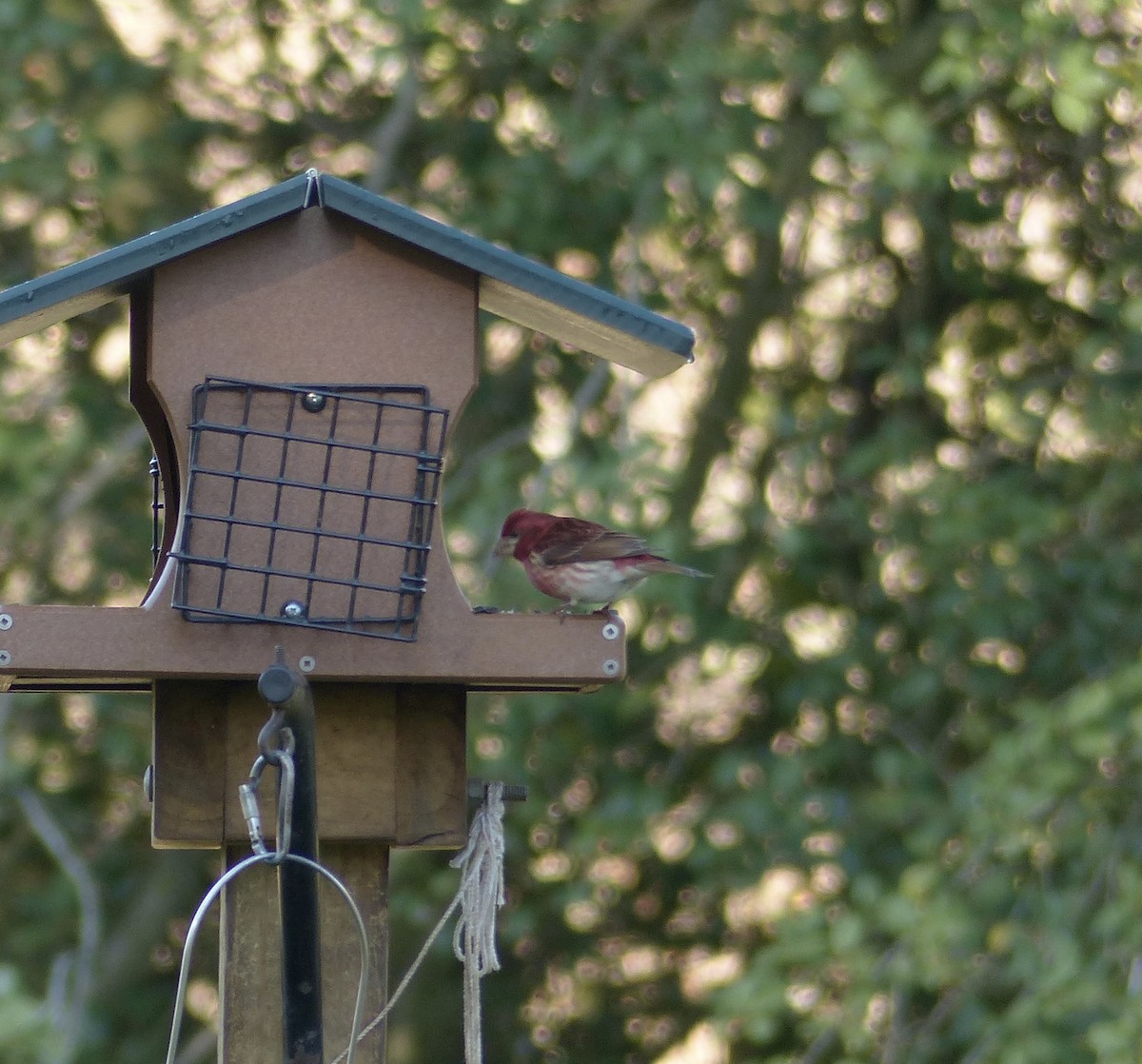 Purple Finch - ML556170131