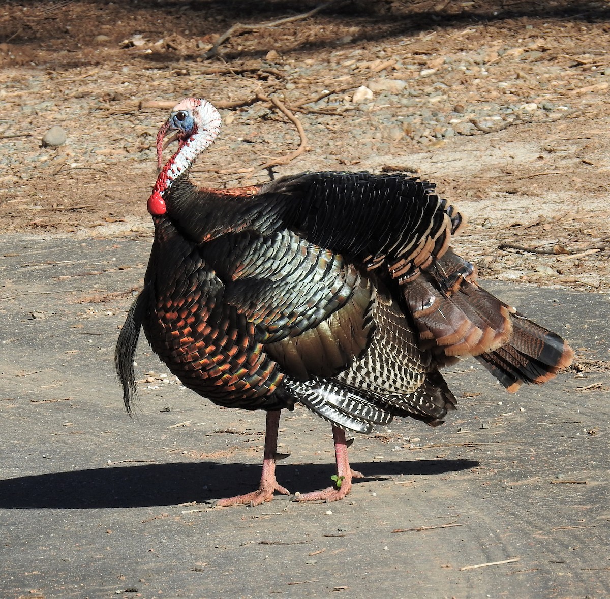 Wild Turkey - ML556170591