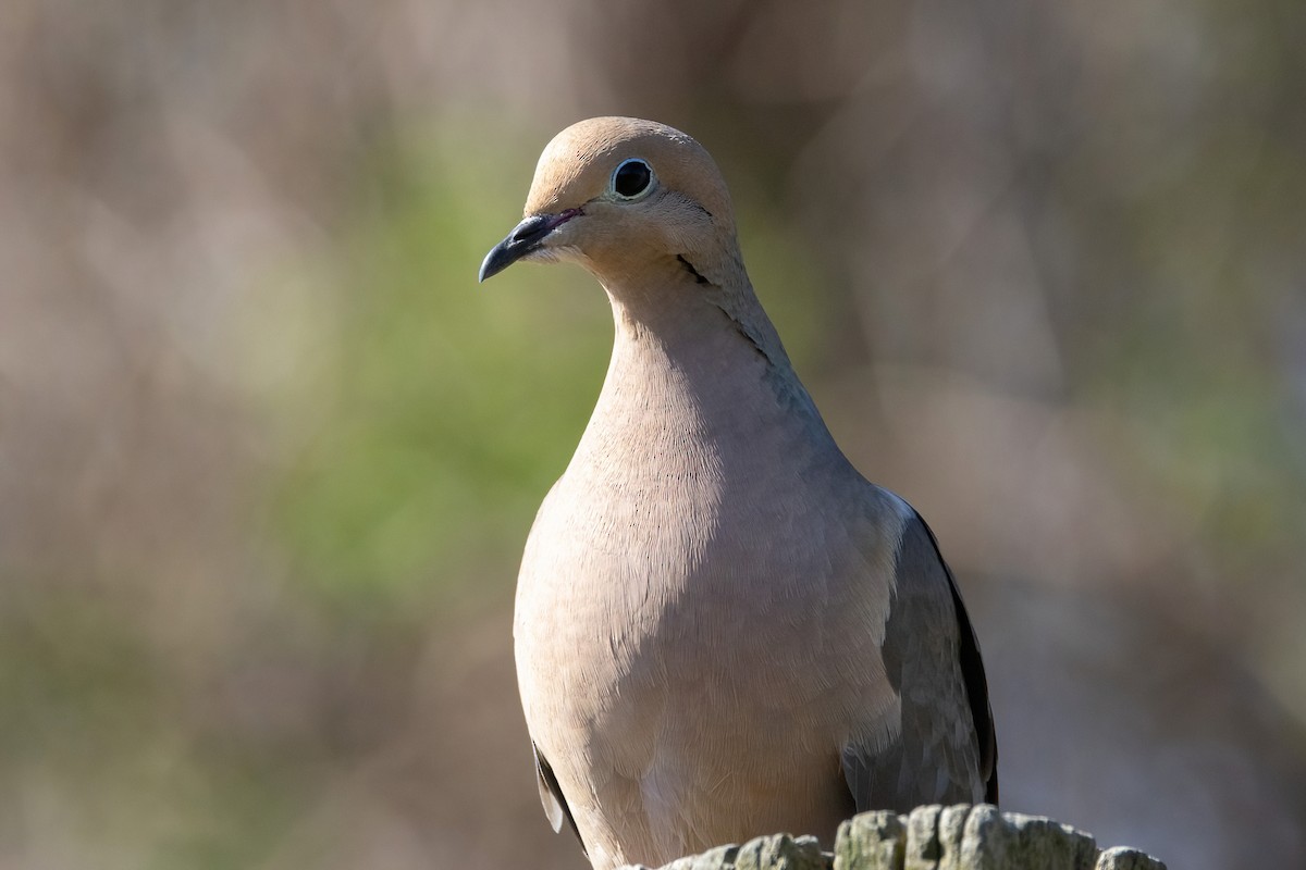 Mourning Dove - ML556173281