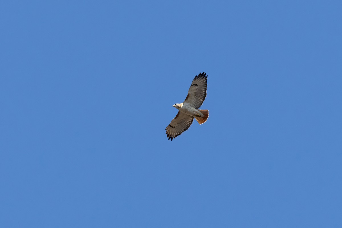 Red-tailed Hawk - ML556173421