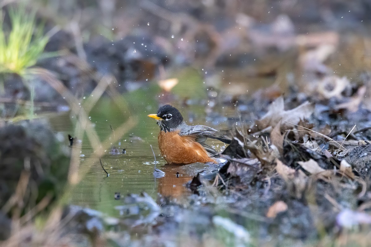 American Robin - ML556173771