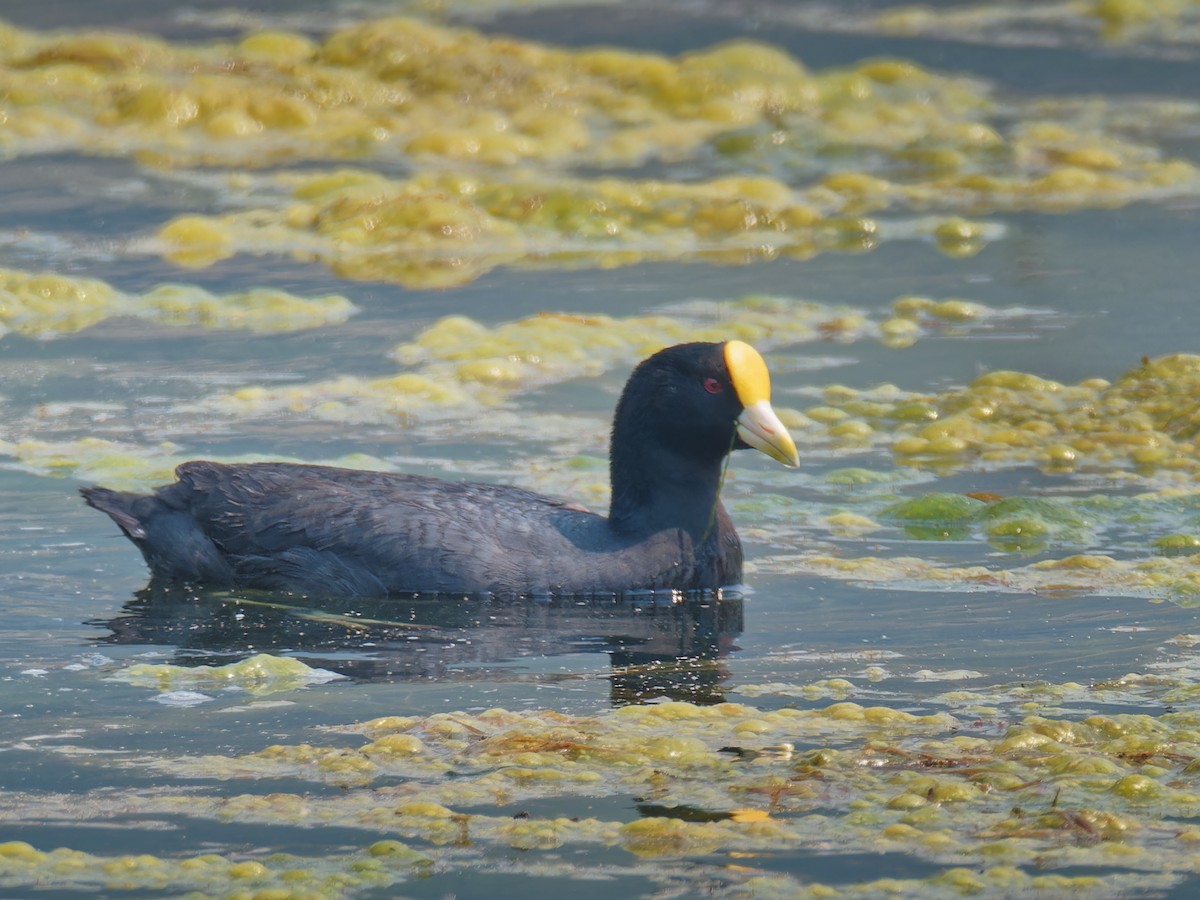 White-winged Coot - ML556174301