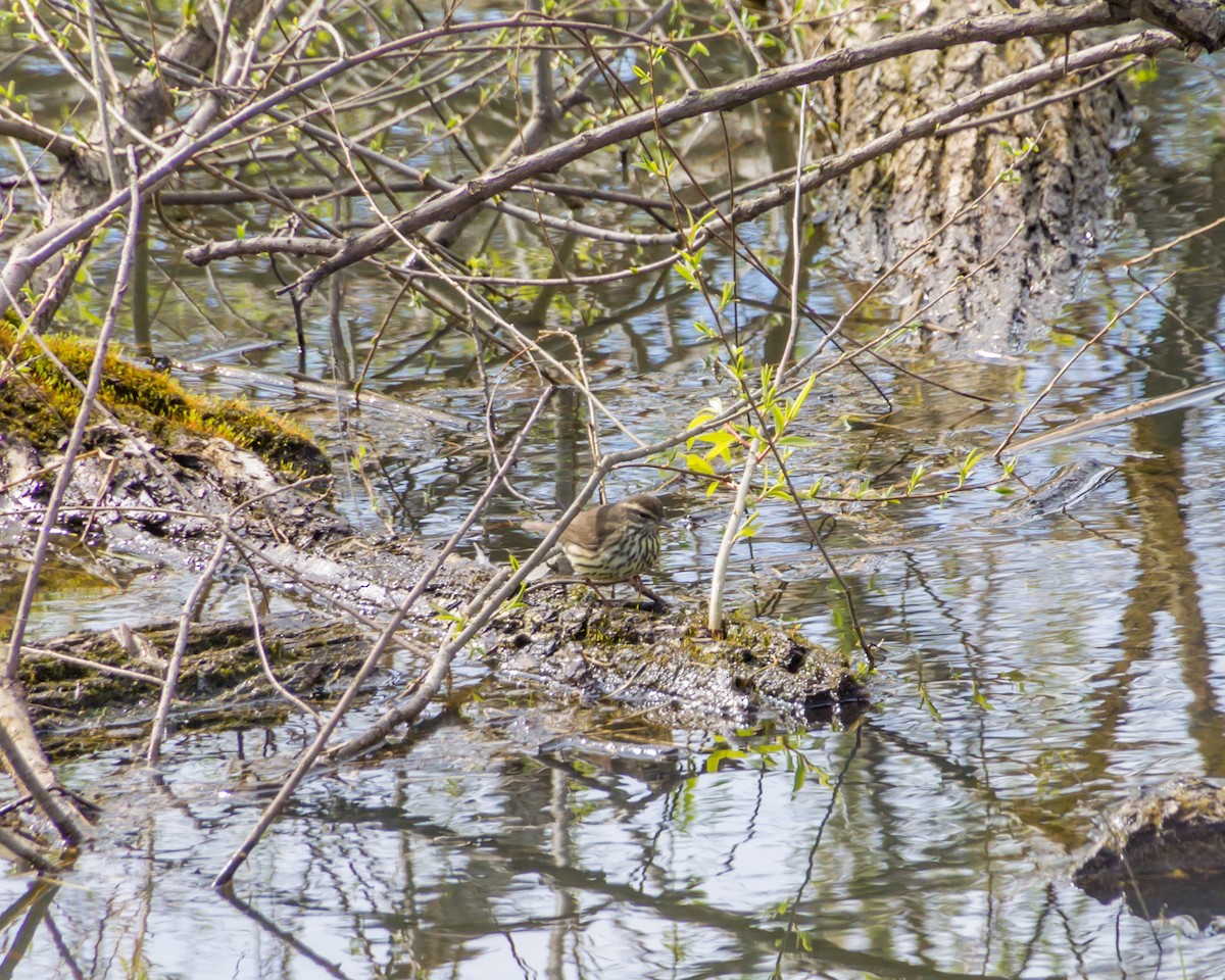Northern Waterthrush - Steve Bayer