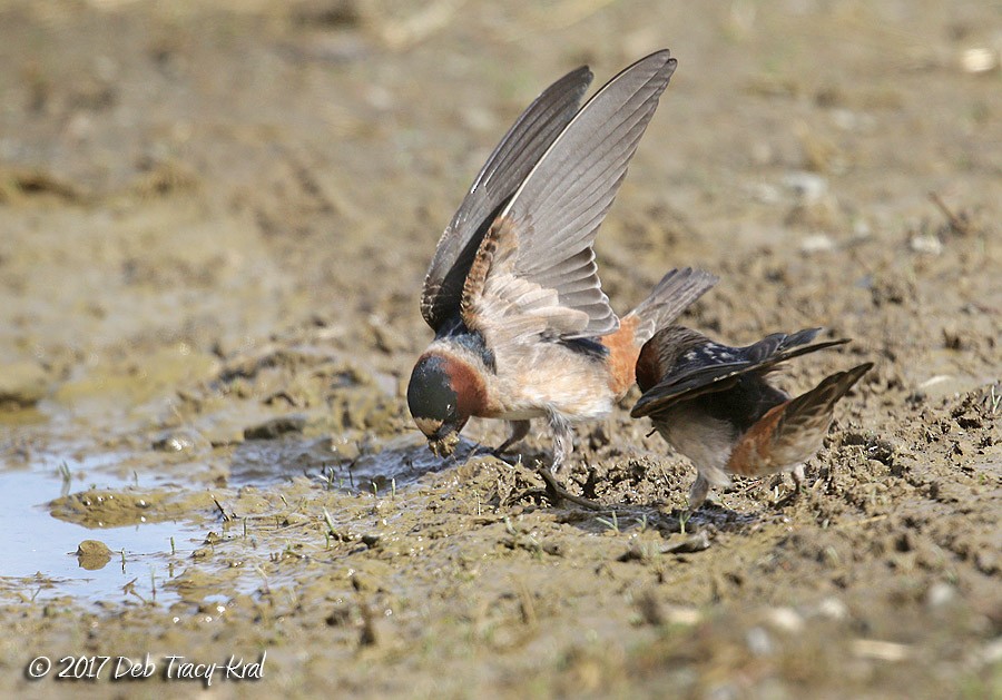 Cliff Swallow - ML55617491