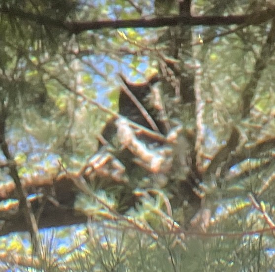 Great Horned Owl - Seth Buddy