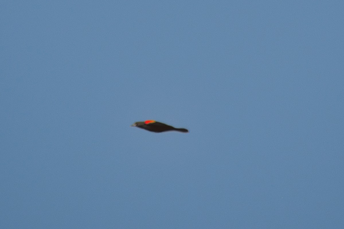 Red-shouldered Blackbird - Paul Prappas