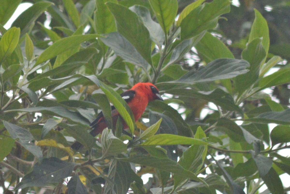 White-winged Tanager - ML55617711