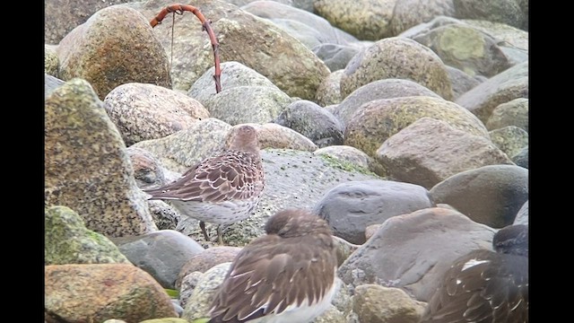 Rock Sandpiper - ML556177281