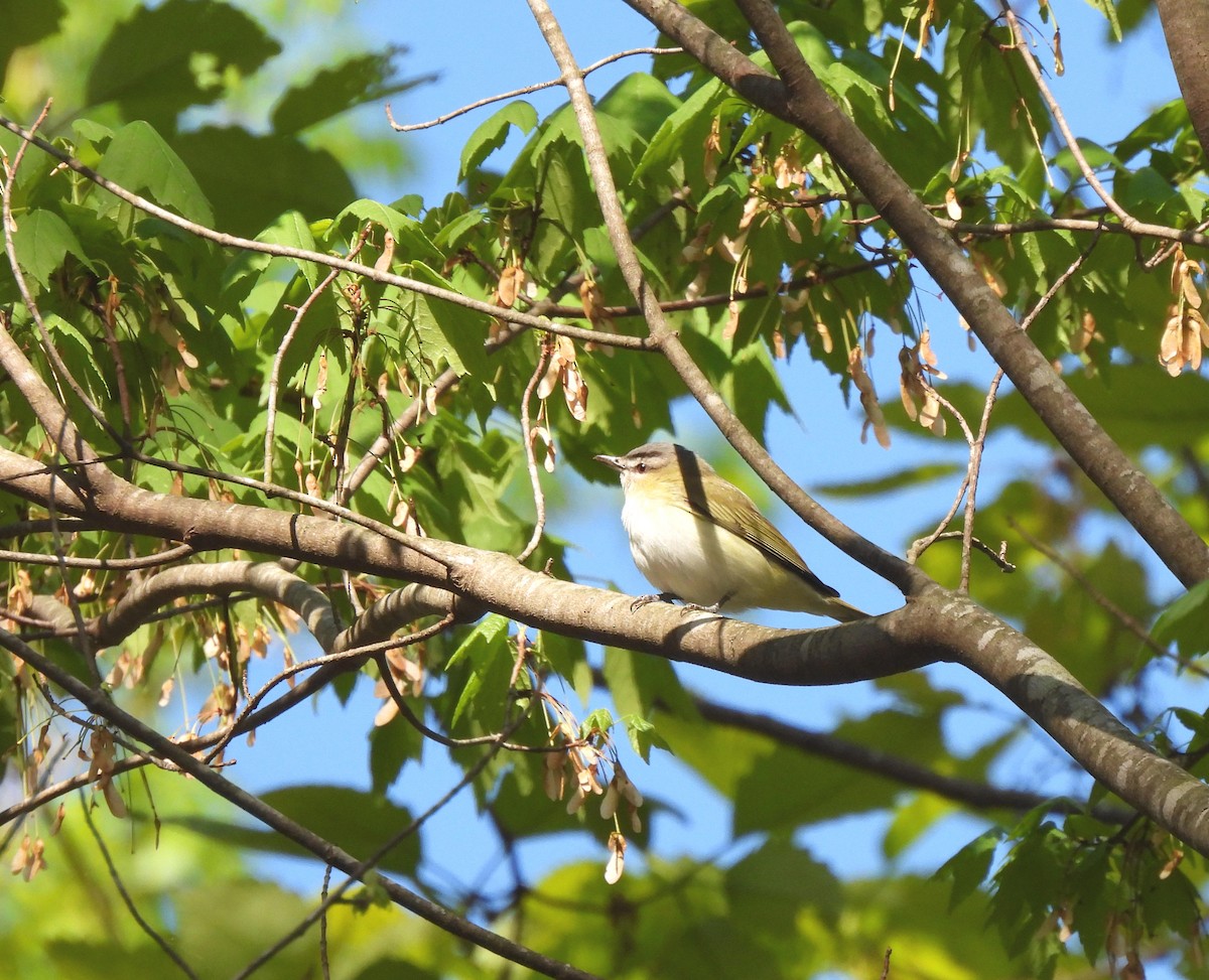 Red-eyed Vireo - ML556177371