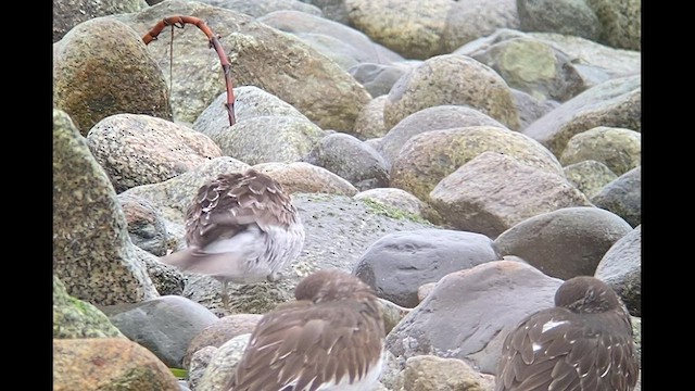 Beringstrandläufer - ML556177491