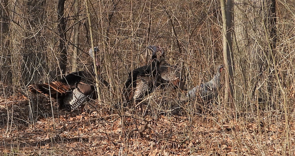 Wild Turkey - ML556178111