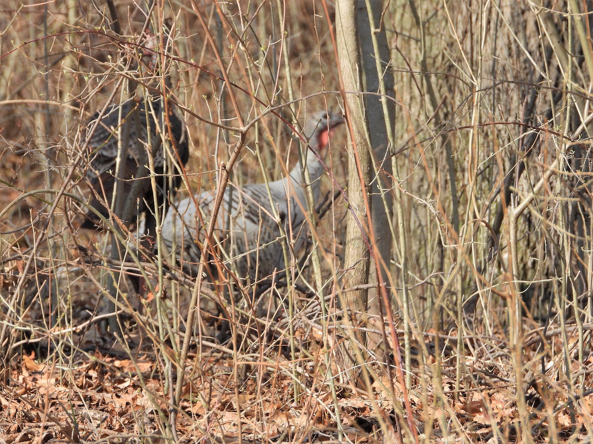 Wild Turkey - ML556178121