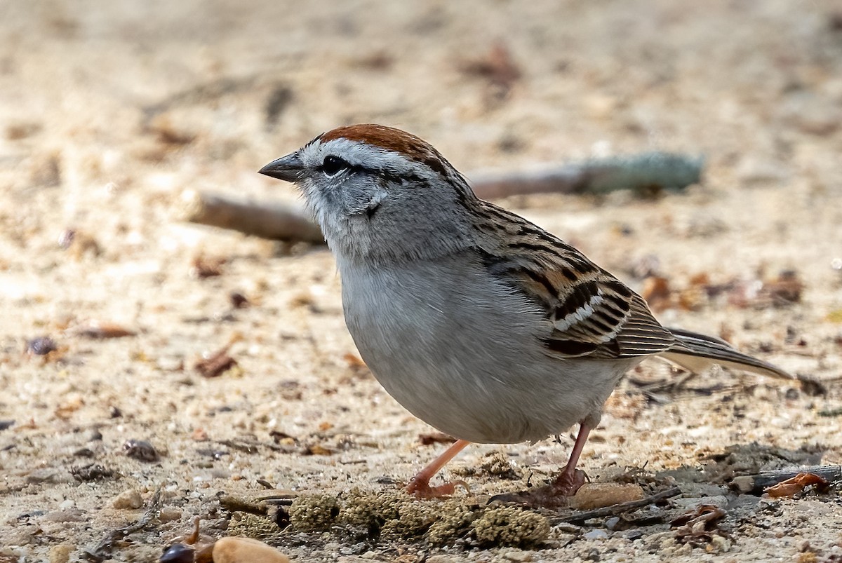 Chipping Sparrow - ML556178541
