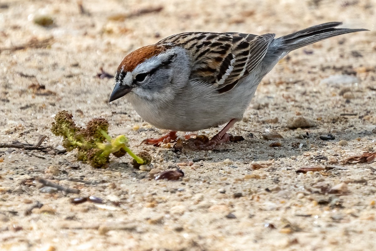 Chipping Sparrow - ML556178551