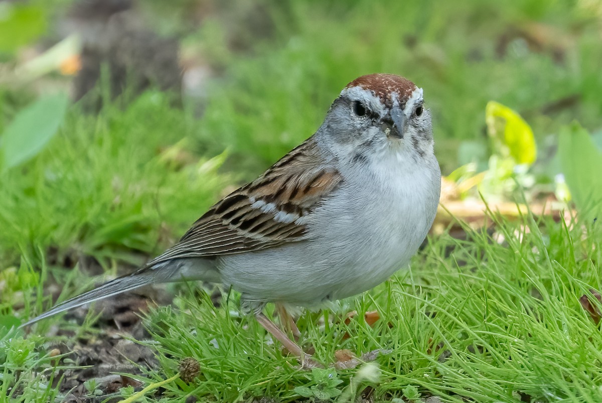 Chipping Sparrow - ML556178561