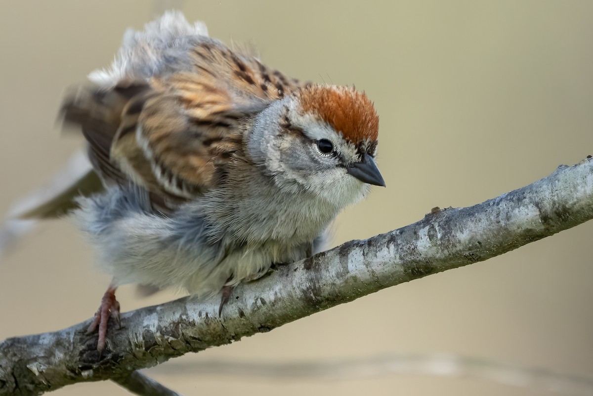 Chipping Sparrow - ML556178571