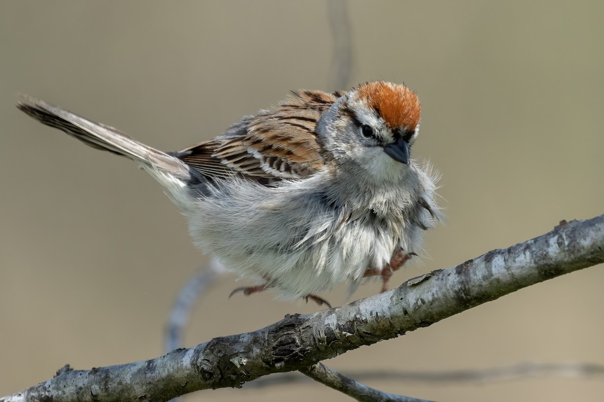 Chipping Sparrow - ML556178581