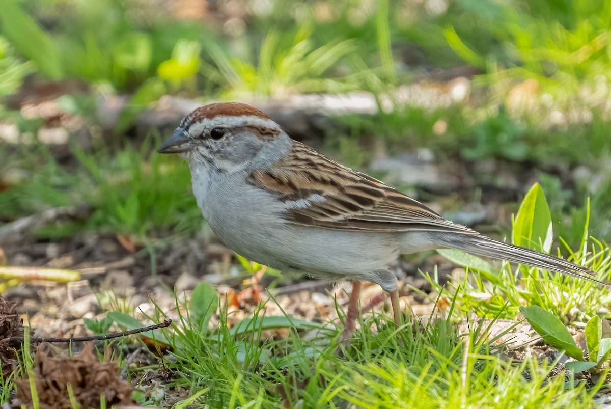 Chipping Sparrow - ML556178601