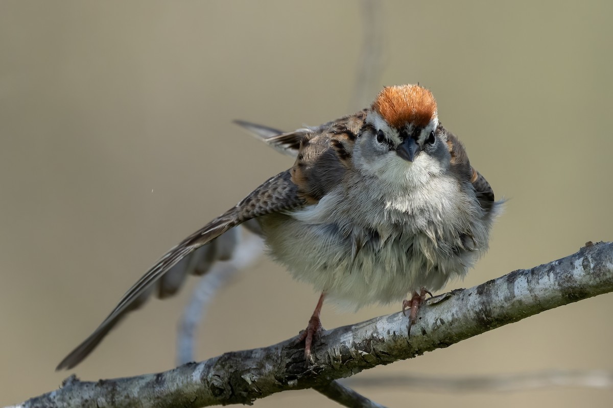 Chipping Sparrow - ML556178611
