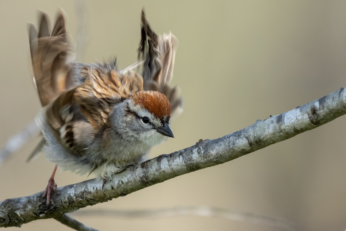 Chipping Sparrow - ML556178621