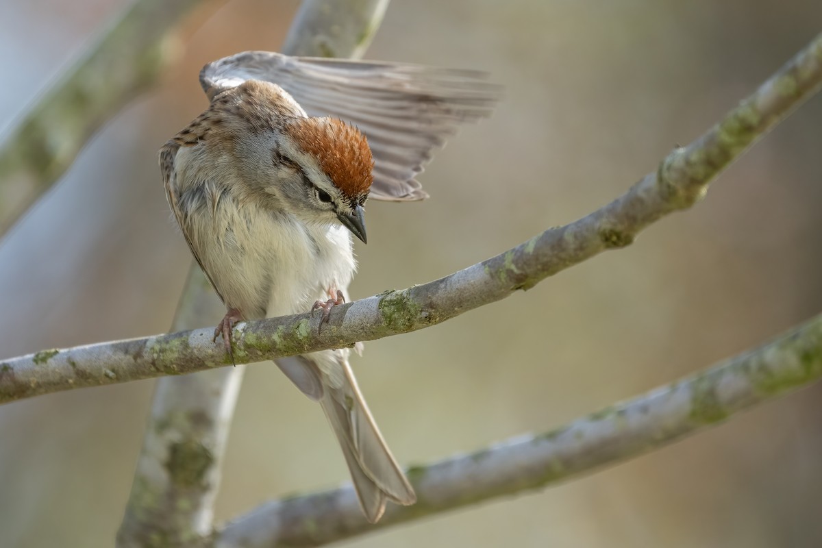 Chipping Sparrow - ML556178631