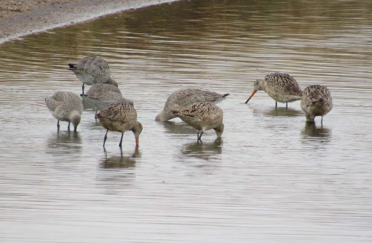 Marbled Godwit - An Illinois Birder