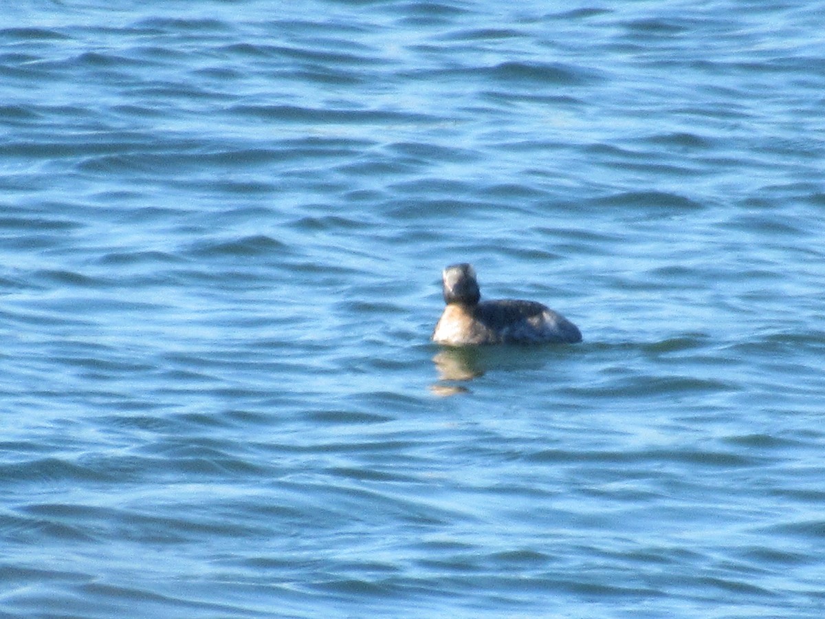 Ohrentaucher - ML556180611