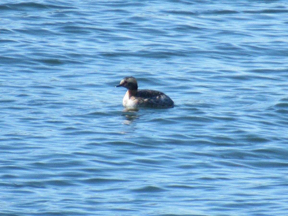 Ohrentaucher - ML556180771