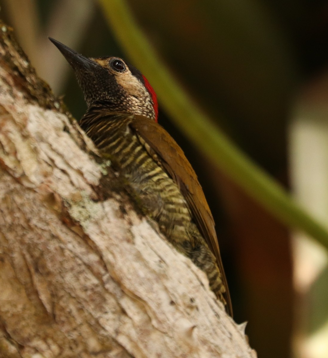 Golden-olive Woodpecker - ML556181961