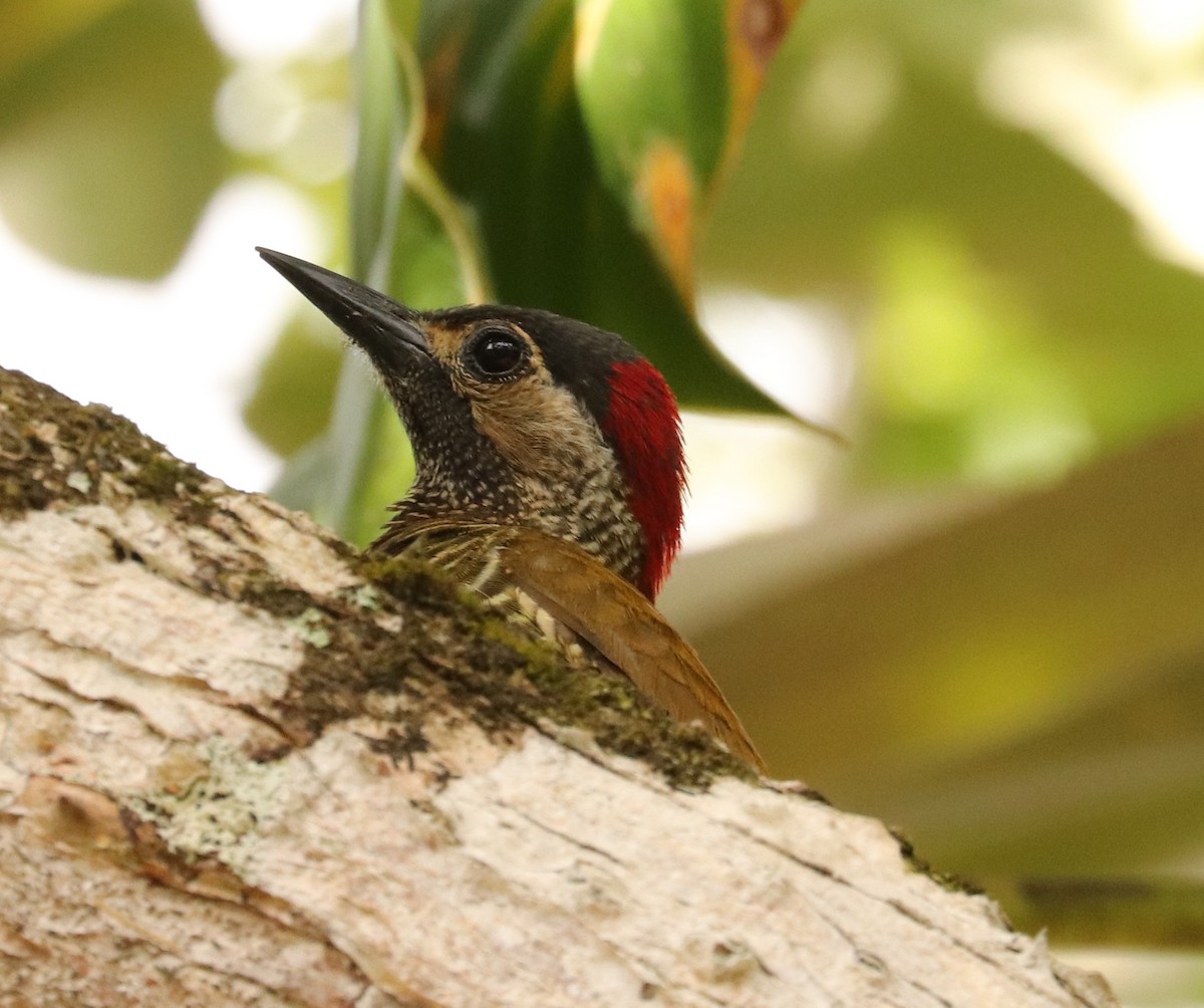 Golden-olive Woodpecker - ML556182061