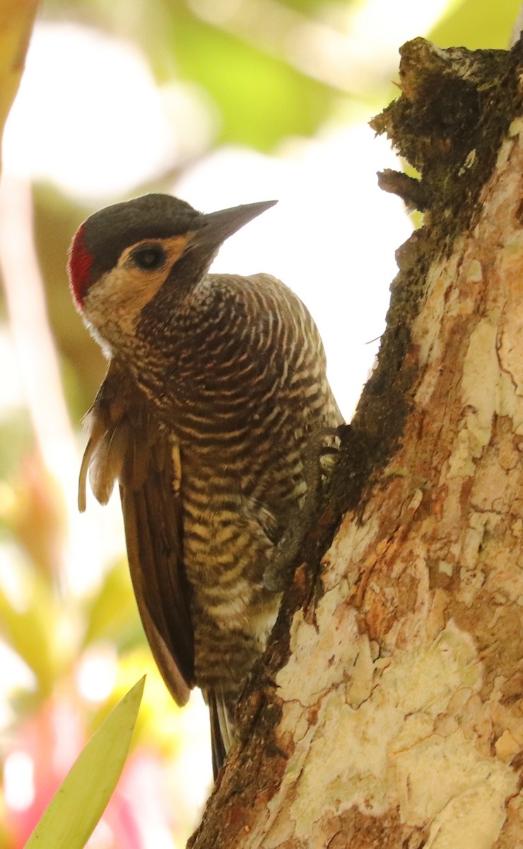 Golden-olive Woodpecker - ML556182141