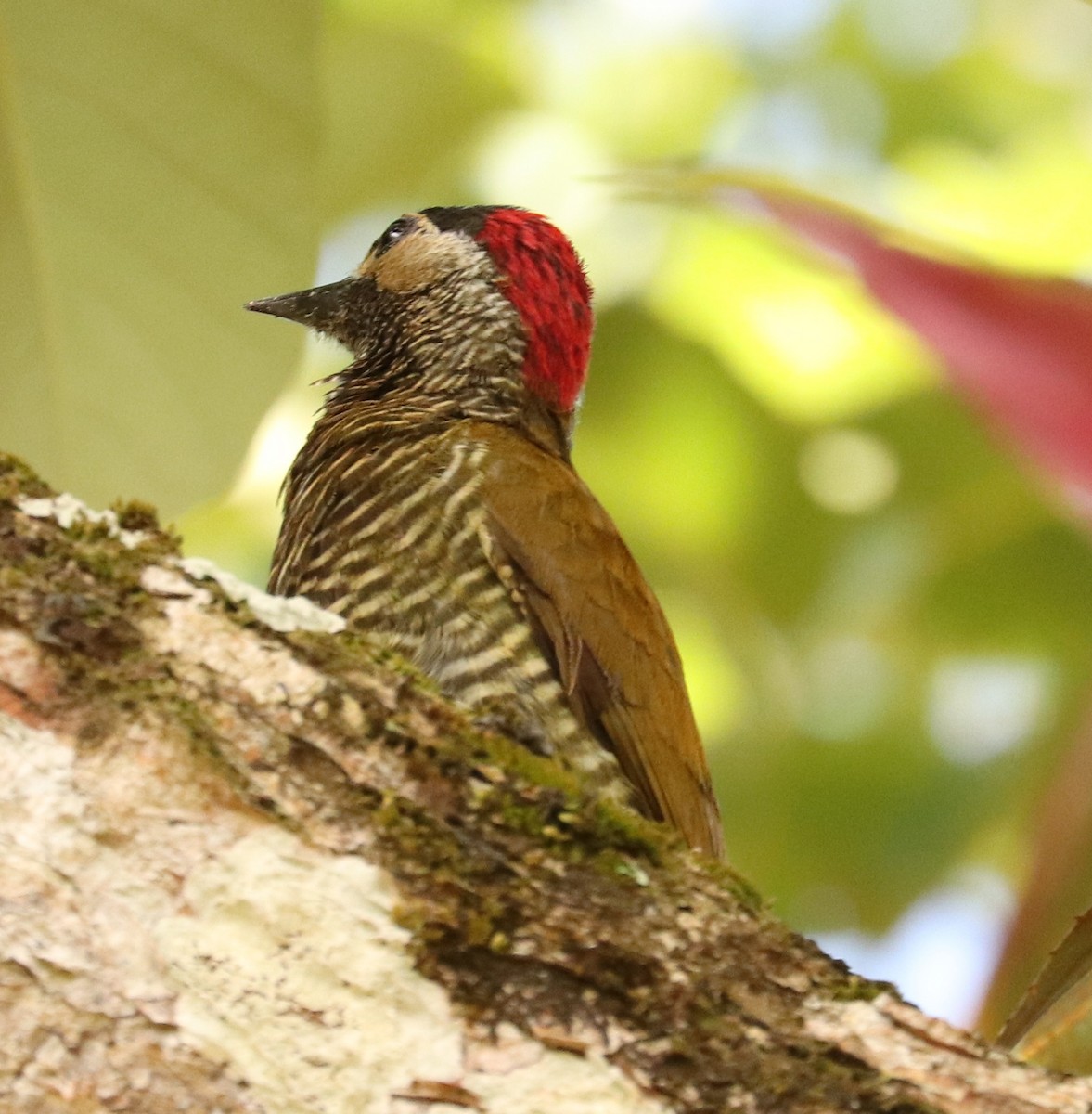 Golden-olive Woodpecker - ML556182361