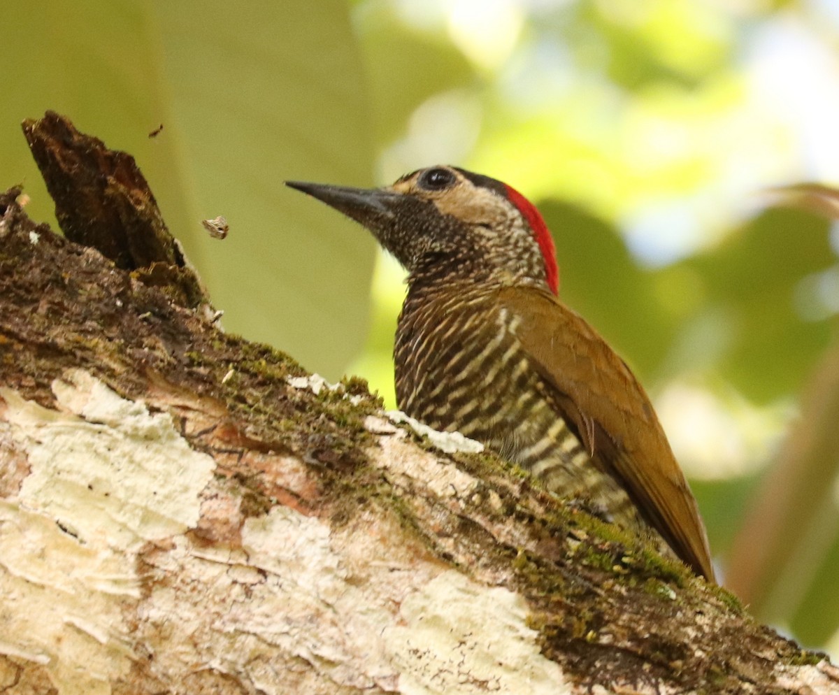 Golden-olive Woodpecker - Don Coons