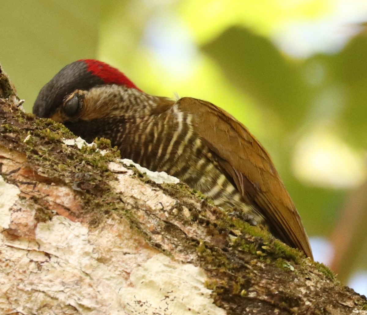 Golden-olive Woodpecker - ML556182791