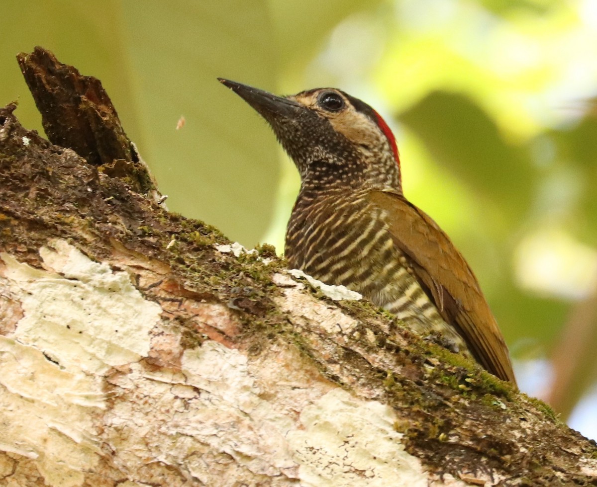 Golden-olive Woodpecker - ML556182941