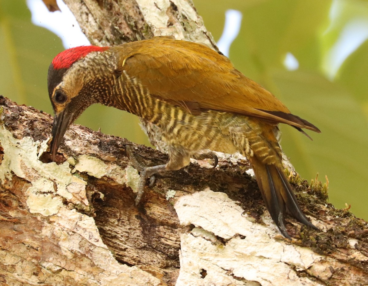 Golden-olive Woodpecker - ML556183321