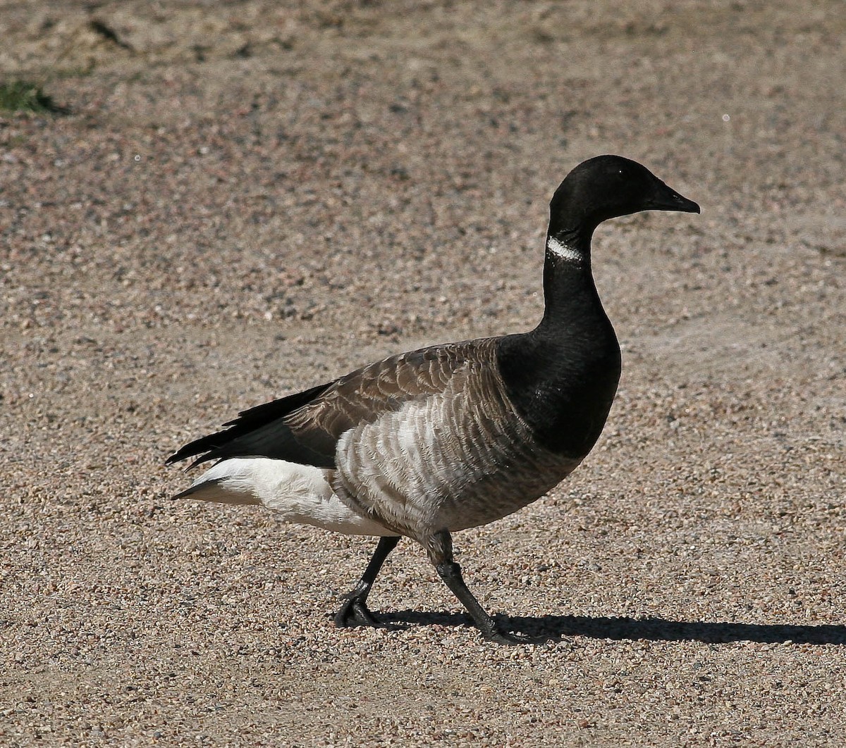 Brant - ML556183661