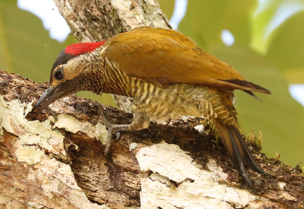 Golden-olive Woodpecker - ML556184061